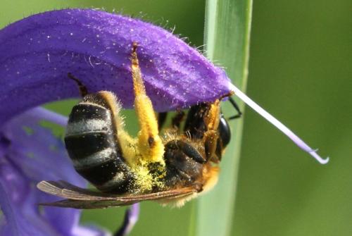 Lasioglossum xanthopus